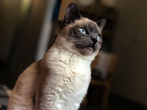 are siamese similar to dogs
